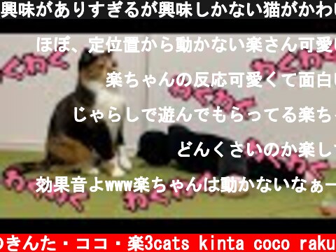 興味がありすぎるが興味しかない猫がかわいい！  (c) 猫のきんた・ココ・楽3cats kinta coco raku